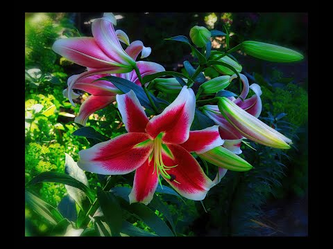 The Gardens at Oak Lawn Cheese Factory: Orienpets #1