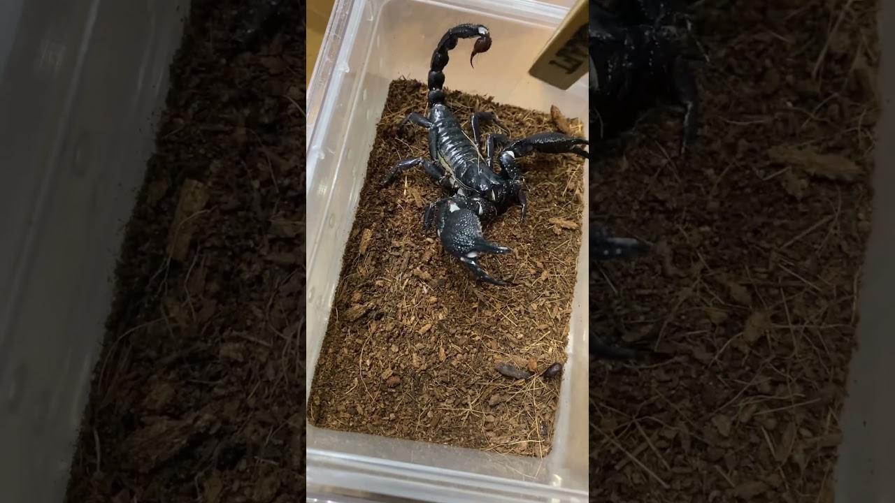 威嚇するサソリ(Srilankametrus serratus)