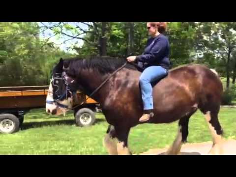 Savannah and Brianna on shires +++