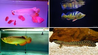 biggest Arowana collection at Fish Aquarium hobby Store || exotic fish in wholesale price