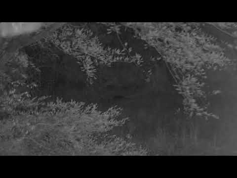 Djuma: Honey Badger in the distance - 18:11 - 09/14/21