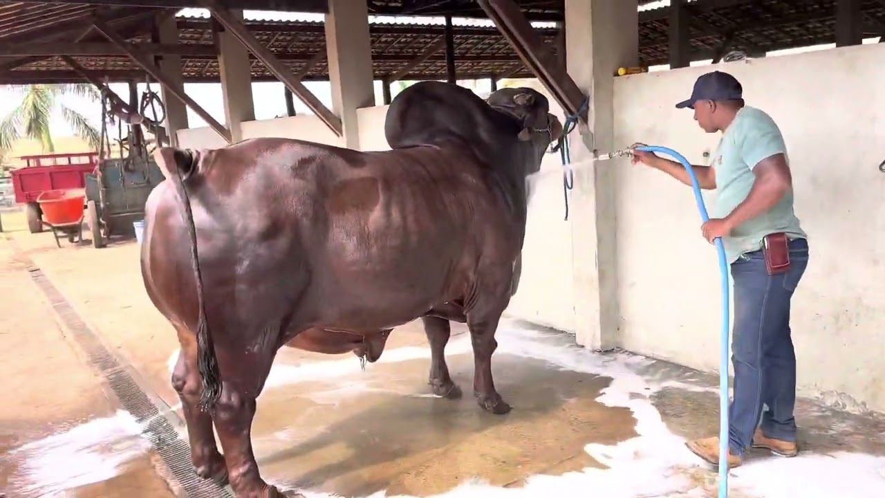 Mandarim da estiva - 42 meses 1077 Kgs - Muita beleza racial com muito peso ( Evolução Genetica)