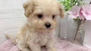 ハーフ犬の動画01