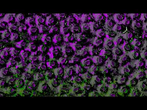 I S R A W A V E   - D E S E R T       B I R D    - E T H N I X