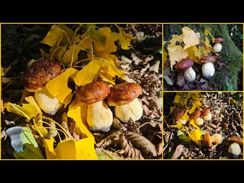 Recette de biscuits cèpes en trompe l'oeil