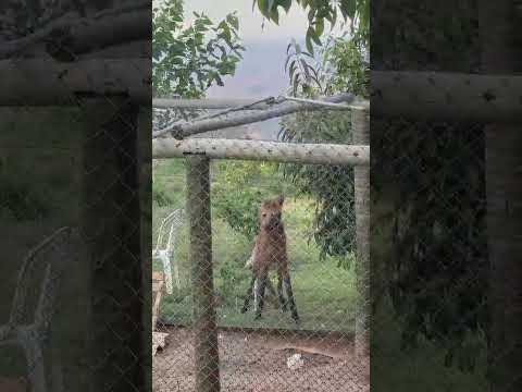 Lobo Guará em Extinção comeu minhas Galinhas #lobo #galinhas #roça #minasgerais #ibituruna