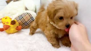 ハーフ犬の動画02