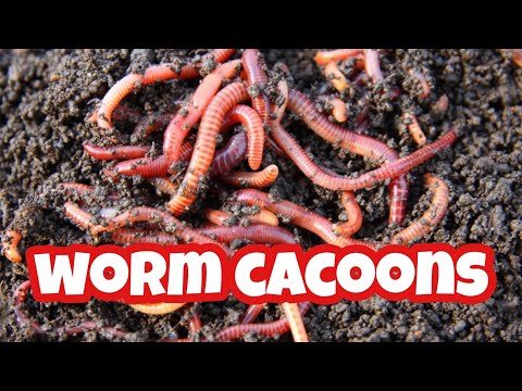 Stating A Worm Bin #wormfarm @nickthegardener.1120