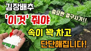 김장배추 배추2차추비 이렇게 줘야 속이 꽉 차고 병없이 잘 자랍니다 배추키우기