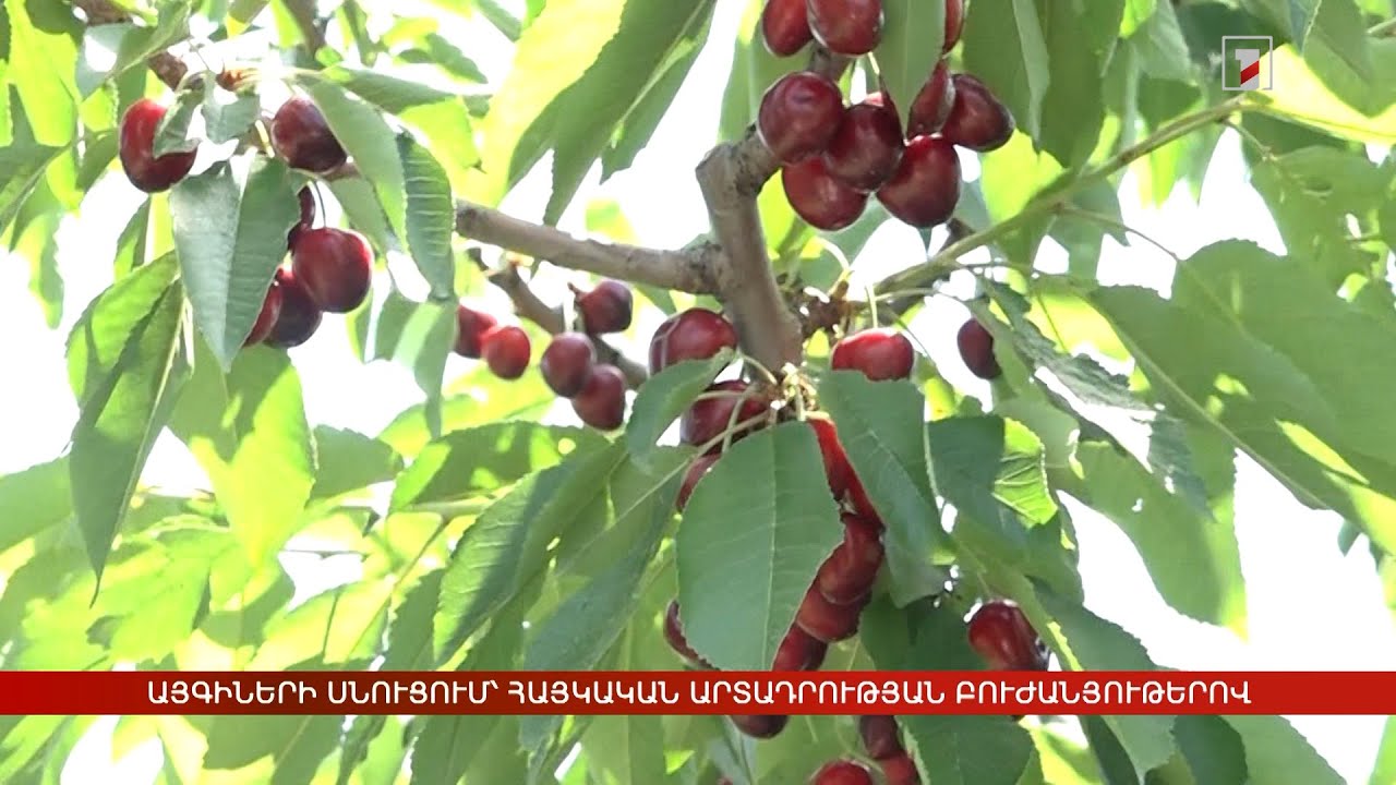 Այգիների սնուցում՝ հայկական արտադրության բուժանյութերով