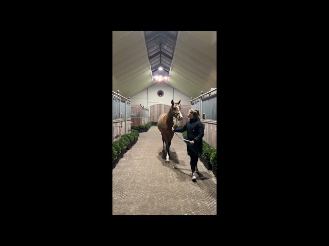 Candy Girl Van T'molenveld Z walk & 360