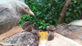 Download lagu Burung Jalak Brahmana, Murai-Robin Oriental || vokalisasi (ஒலி/குரல்) burung #kuruvisound mp3 Download lagu Burung Jalak Brahmana, Murai-Robin Oriental || vokalisasi (ஒலி/குரல்) burung #kuruvisound mp3