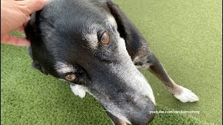 Old Dog Vestibular Disease | With Videos