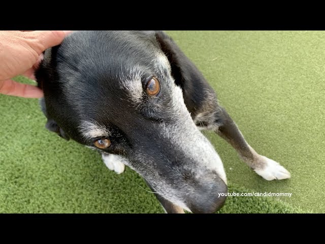 What Causes Vertigo In Dogs Updated September 2022 Wikidoggia