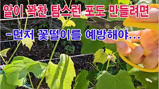 알이 꽉찬 포도 만들려면 먼저 꽃떨이를 예방해야...(포도 재배, 포도 적심, 꽃떨이 방지, 화진 예방, 포…