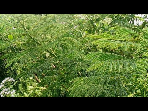 Obubonero Kwolabila  Omusawo Omufere Part 2