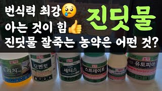번식력 최강 진딧물