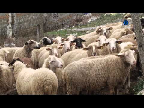 Ti Mundesh, 26 Mars 2016, Pjesa 1 - Top Channel Albania