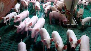 preview picture of video 'Pigs at my friend's farm in Germany'