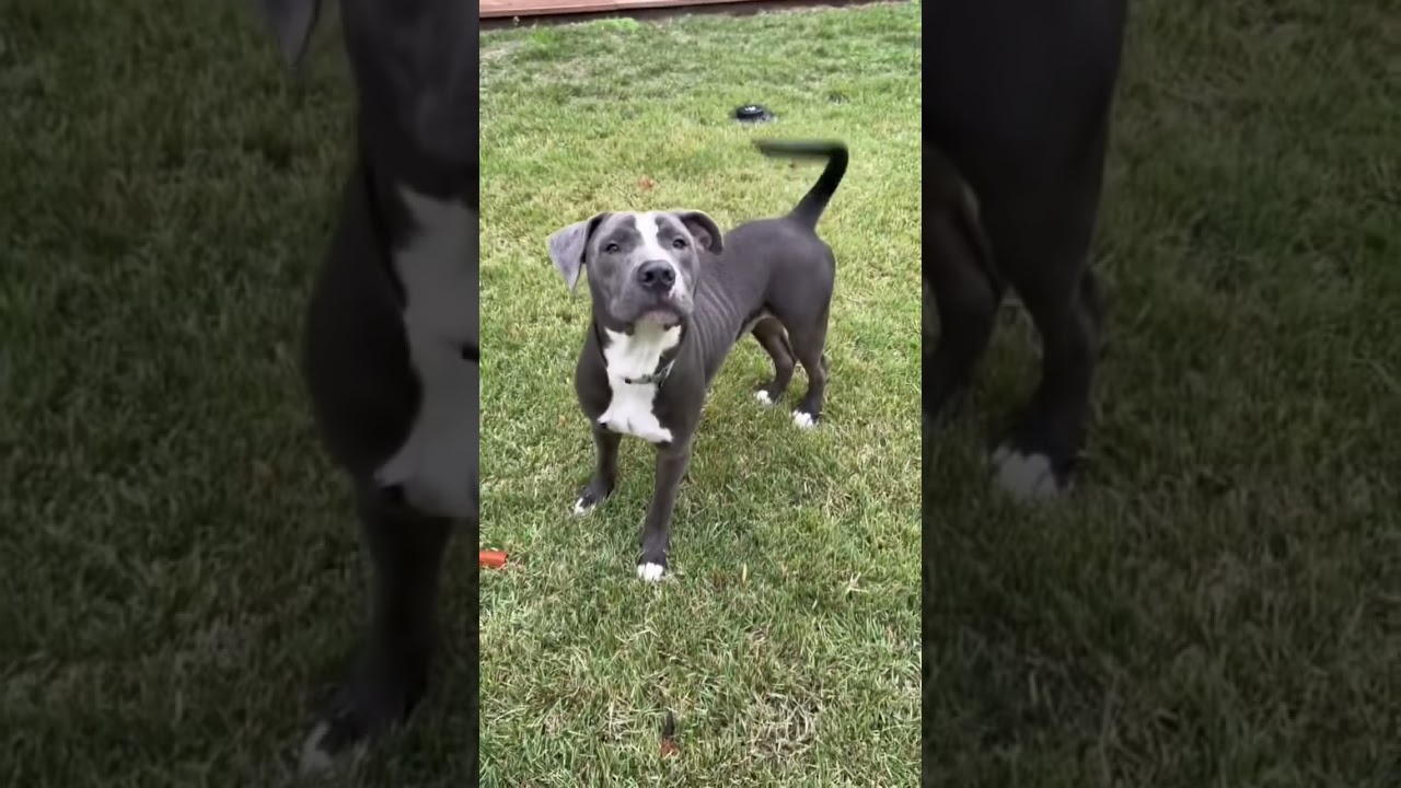 Enlarge Dax, a Adoptable mixed breed in Albany , NY video 4/6