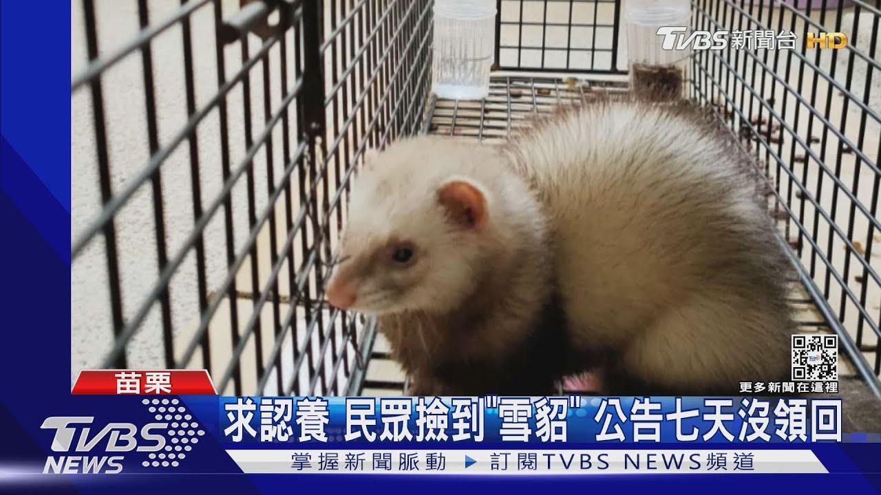 求認養民眾撿到「雪貂」 公告七天沒領回