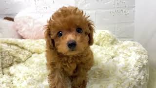 トイプードルの動画01