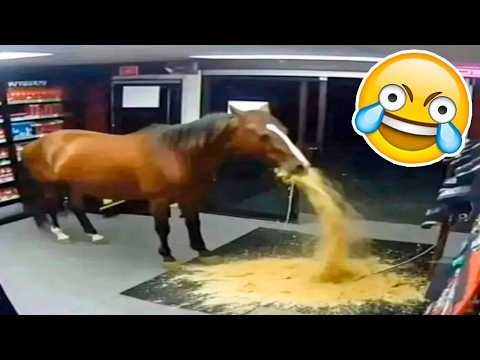 SI TE RÍES PIERDES NIVEL DIOS😂🤣🚨 [999.99 IMPOSIBLE NO REÍRSE]🥶Videos De Risa Muy Graciosos 😁 V17