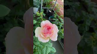 2024.7.12清晨許多花苞綻放🌹 #晨曦 #雪拉莎德
