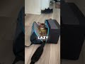 Can you sneeze with your eyes open?😹#capcut #abyssinian #kitten #catlover #funnycats #abycuties