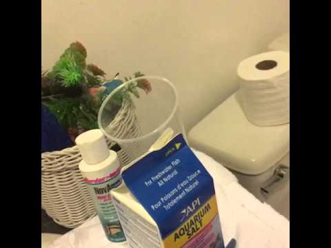 How to correctly set up a betta fish tank