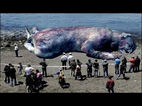 12 CHOSES LES PLUS ÉTRANGES RETROUVÉES SUR LA PLAGE !