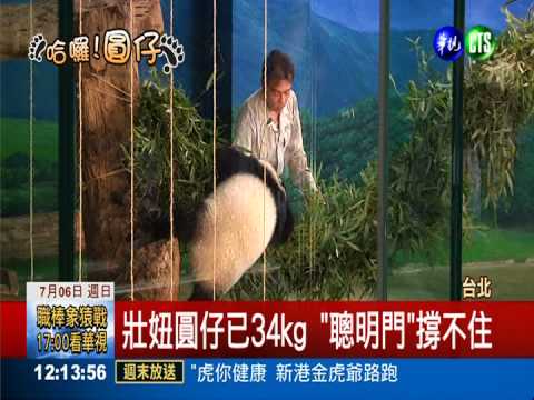 萌主圓仔慶週歲 抓週首選"畫家"