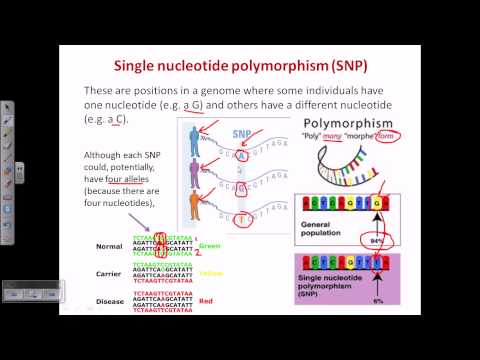 Einzelnukleotid-Polymorphismus (SNP)