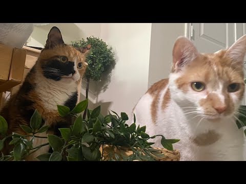 Russell is a HAPPY (and talkative) boy! I CatManJohn