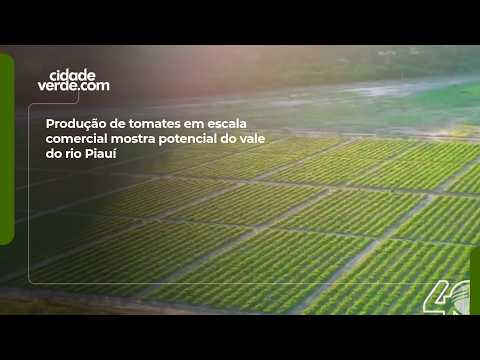 Produção de tomates em escala comercial mostra potencial do vale do rio Piauí
