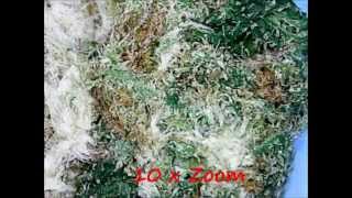 Weed and Hashish Under a Microscope