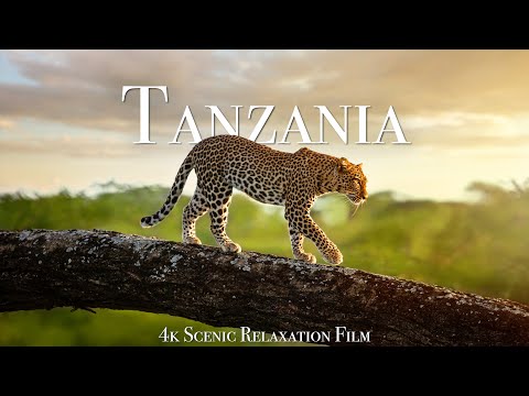 Encuentros De Cerca Con Animales Salvajes De Tanzania Filmados En 4K