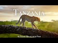 Tanzania Serengeti 4K Scenic Wildlife Film With African Music