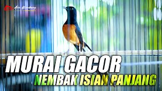 Download lagu MURAI EDAN FUL MATERI GACOR NEMBAK PANJANG... mp3