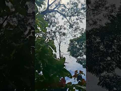 así suena la Naturaleza en 🇨🇴 #airepuro#nature #travel#putumayo#orito#colombia#tranding#fly#foryou