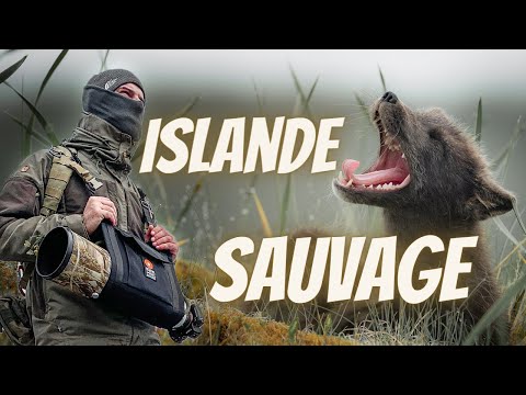 Islande sauvage, sur les traces du renard polaire.