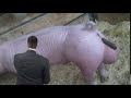 Ajit Pai Poop Pig Balls