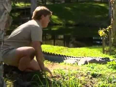 Crocodile hunter gets hand bitten by...well a crocodile