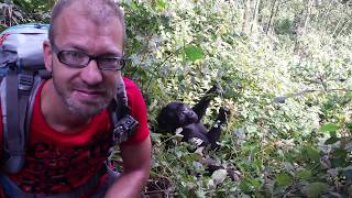 preview picture of video 'Mountain Gorilla Tracking UGANDA Bwindi Impenetrable National Park'