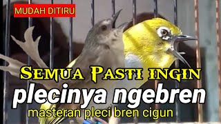 Download lagu masteran pleci ini bikin pleci mu laku mahal | masteran pleci ngebren ciblek gunung | pleci g12 mp3 Download lagu masteran pleci ini bikin pleci mu laku mahal | masteran pleci ngebren ciblek gunung | pleci g12 mp3