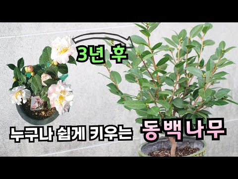 동백나무 내년 꽃 피우기 위해 꼭 알고 있어야 할  관리법은? |작년에 삽목한 동백 결과는?
