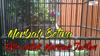 Download lagu Merbah Betina, Rilis untuk Merbah Jantan mp3 Download lagu Merbah Betina, Rilis untuk Merbah Jantan mp3