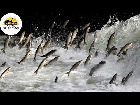 A Jornada da Vida O Salmão Lutando Contra a Morte #animaisselvagens| Vidas Selvagens