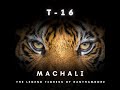 Machali T 16 The Tigress Queen Of Ranthambore Ranthambore Machali Tiger