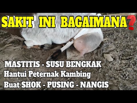 , title : 'KAMBING INI TERKENA MASTITIS, KAMISANDAN, SUSU BENGKAK APA OBATNYA?'